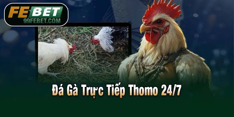 Đá Gà Trực Tiếp Thomo 24/7​